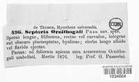 Septoria ornithogali image